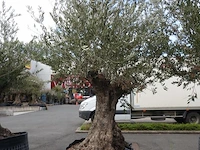 Olea europea bonsi draadkluit - afbeelding 2 van  2