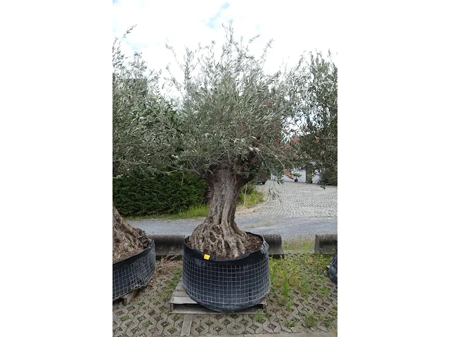 Olea europea bonsi draadkluit - afbeelding 1 van  2