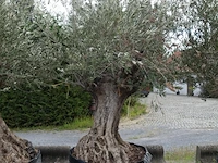Olea europea bonsi draadkluit - afbeelding 1 van  2