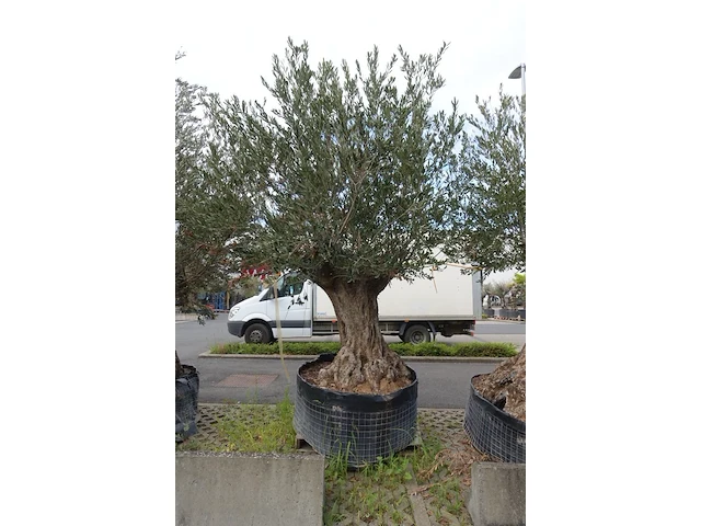 Olea europea bonsi draadkluit - afbeelding 2 van  2