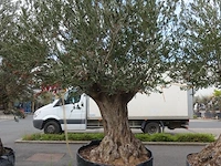 Olea europea bonsi draadkluit - afbeelding 2 van  2