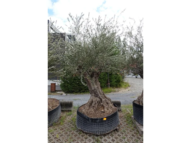 Olea europea bonsi draadkluit - afbeelding 1 van  2