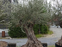 Olea europea bonsi draadkluit - afbeelding 1 van  2