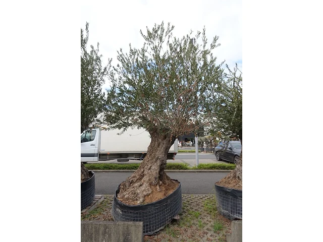 Olea europea bonsi draadkluit - afbeelding 2 van  2