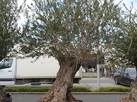 Olea europea bonsi draadkluit - afbeelding 2 van  2