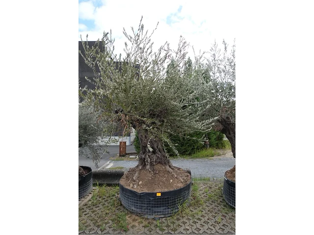 Olea europea bonsi draadkluit - afbeelding 1 van  2