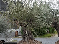 Olea europea bonsi draadkluit - afbeelding 1 van  2
