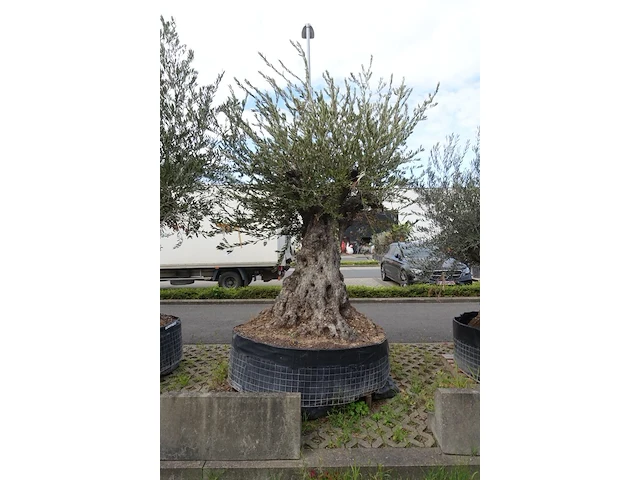Olea europea bonsi draadkluit - afbeelding 2 van  2