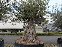 Olea europea bonsi draadkluit - afbeelding 2 van  2