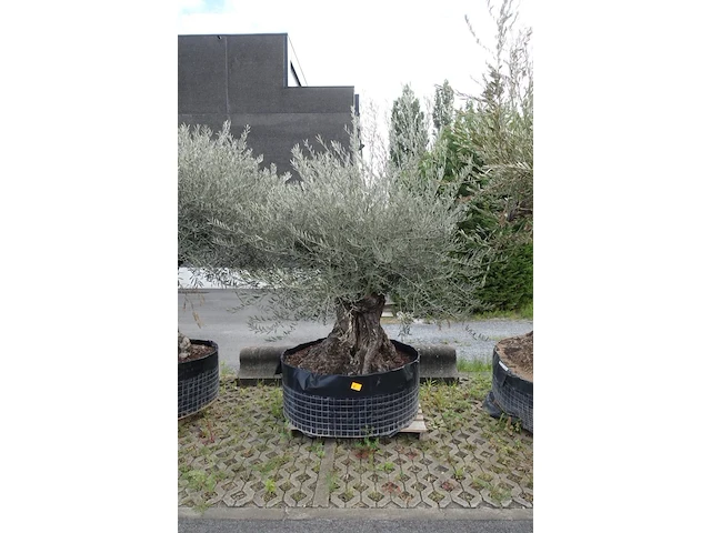 Olea europea bonsi draadkluit - afbeelding 1 van  2