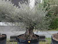 Olea europea bonsi draadkluit - afbeelding 1 van  2