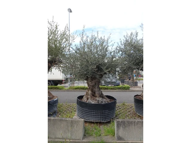 Olea europea bonsi draadkluit - afbeelding 2 van  2