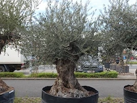 Olea europea bonsi draadkluit - afbeelding 2 van  2