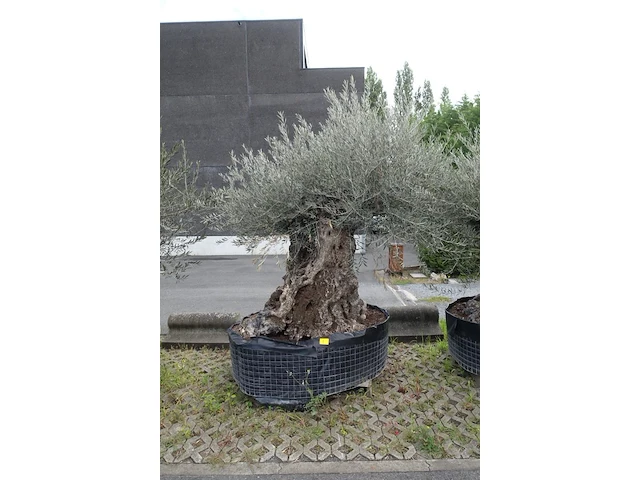 Olea europea bonsi draadkluit - afbeelding 1 van  2