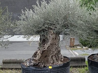 Olea europea bonsi draadkluit - afbeelding 1 van  2