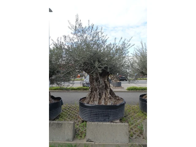 Olea europea bonsi draadkluit - afbeelding 2 van  2