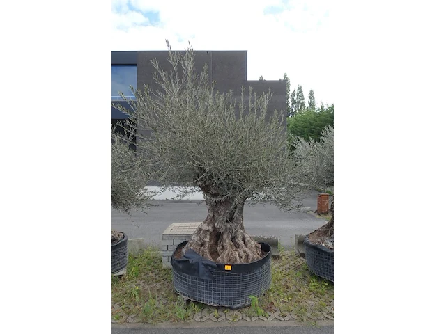 Olea europea bonsi draadkluit - afbeelding 1 van  2