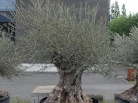Olea europea bonsi draadkluit - afbeelding 1 van  2