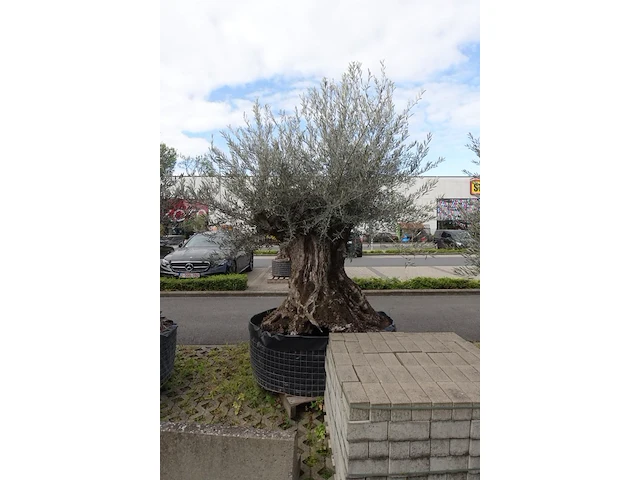 Olea europea bonsi draadkluit - afbeelding 2 van  2