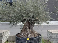 Olea europea bonsi draadkluit - afbeelding 1 van  2