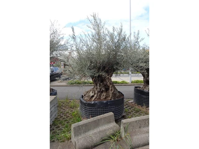 Olea europea bonsi draadkluit - afbeelding 2 van  2
