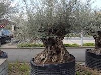 Olea europea bonsi draadkluit - afbeelding 2 van  2