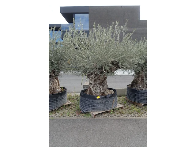 Olea europea bonsi draadkluit - afbeelding 1 van  2