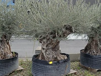 Olea europea bonsi draadkluit - afbeelding 1 van  2
