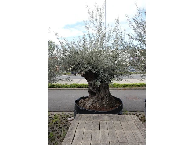 Olea europea bonsi draadkluit - afbeelding 2 van  2