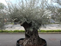 Olea europea bonsi draadkluit - afbeelding 2 van  2