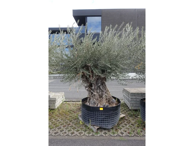 Olea europea bonsi draadkluit - afbeelding 1 van  2