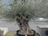 Olea europea bonsi draadkluit - afbeelding 1 van  2