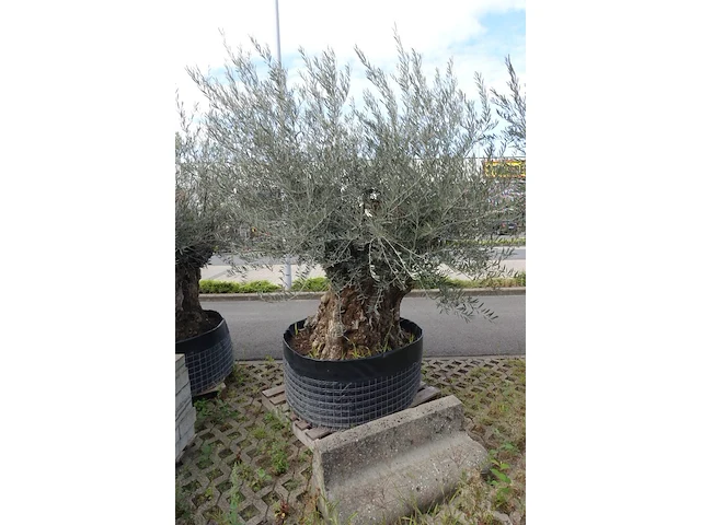 Olea europea bonsi draadkluit - afbeelding 2 van  2