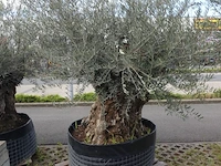 Olea europea bonsi draadkluit - afbeelding 2 van  2