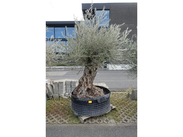 Olea europea bonsi draadkluit - afbeelding 1 van  2