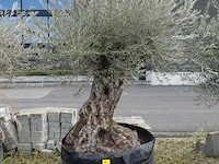 Olea europea bonsi draadkluit - afbeelding 1 van  2