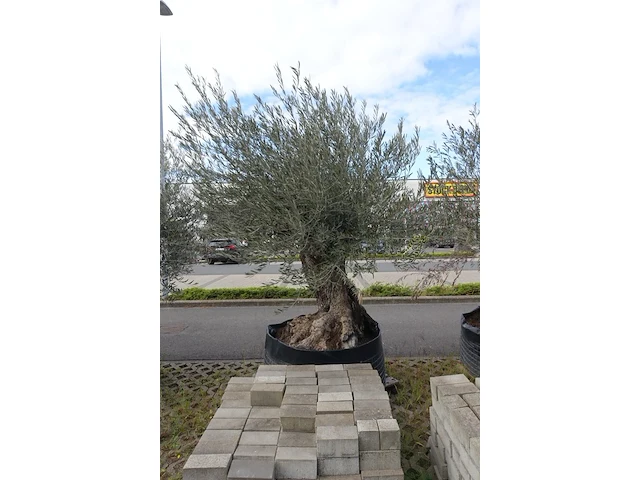 Olea europea bonsi draadkluit - afbeelding 2 van  2