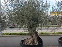 Olea europea bonsi draadkluit - afbeelding 2 van  2