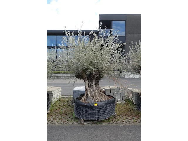 Olea europea bonsi draadkluit - afbeelding 1 van  2