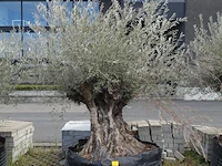 Olea europea bonsi draadkluit - afbeelding 1 van  2