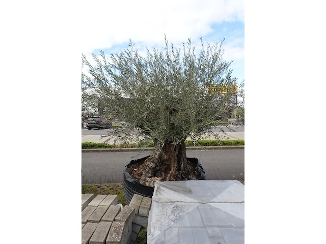 Olea europea bonsi draadkluit - afbeelding 2 van  2