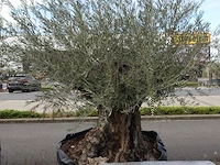 Olea europea bonsi draadkluit - afbeelding 2 van  2