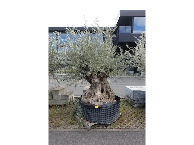 Olea europea bonsi draadkluit - afbeelding 1 van  2
