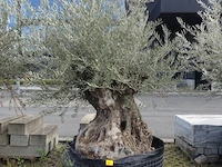 Olea europea bonsi draadkluit - afbeelding 1 van  2