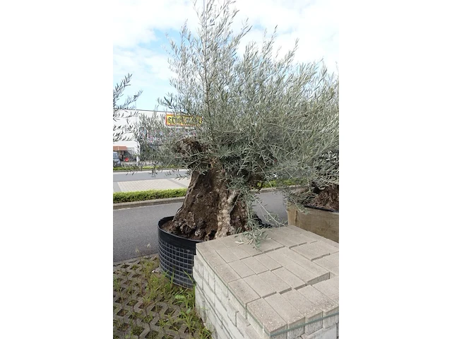 Olea europea bonsi draadkluit - afbeelding 2 van  2