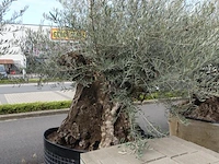 Olea europea bonsi draadkluit - afbeelding 2 van  2