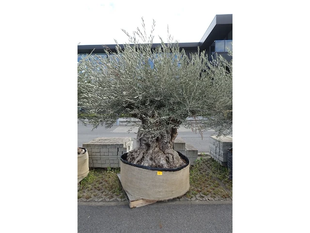 Olea europea bonsi draadkluit - afbeelding 1 van  2