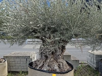 Olea europea bonsi draadkluit - afbeelding 1 van  2