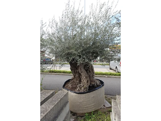 Olea europea bonsi draadkluit - afbeelding 2 van  2