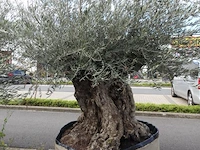 Olea europea bonsi draadkluit - afbeelding 2 van  2